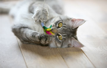 grey kitten with toy